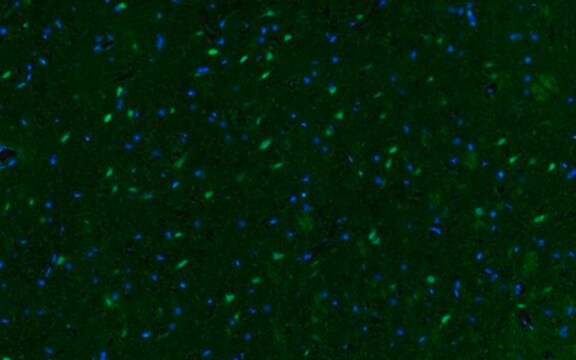 Anti-phospho-CREB (Ser133) Antibody, Alexa Fluor&#8482; 488 conjugate from rabbit, ALEXA FLUOR&#8482; 647