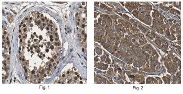 Anti-Lin-28B Antibody from rabbit, purified by affinity chromatography