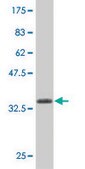 Monoclonal Anti-CASP2 antibody produced in mouse clone 1C11, purified immunoglobulin, buffered aqueous solution
