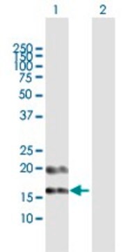 Anti-PFDN4 antibody produced in rabbit purified immunoglobulin, buffered aqueous solution