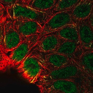 Anti-EPAS1 antibody produced in rabbit Prestige Antibodies&#174; Powered by Atlas Antibodies, affinity isolated antibody