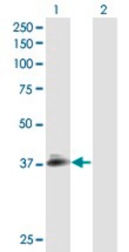 Anti-NPHS2 antibody produced in mouse purified immunoglobulin, buffered aqueous solution