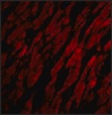 Anti-CRTH2 antibody produced in rabbit affinity isolated antibody, buffered aqueous solution