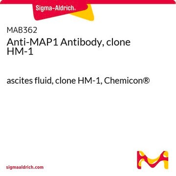 Anti-MAP1 Antibody, clone HM-1 ascites fluid, clone HM-1, Chemicon&#174;