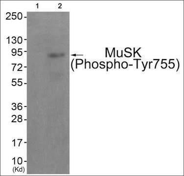 Anti-phospho-MuSK (pTyr755) antibody produced in rabbit affinity isolated antibody