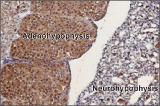 Anti-TRPC3 antibody produced in rabbit affinity isolated antibody, lyophilized powder