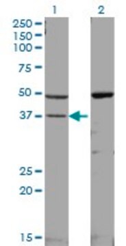 Monoclonal Anti-MAPK14, (C-terminal) antibody produced in mouse clone 3D5, ascites fluid