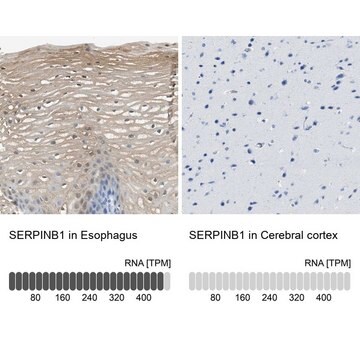 Anti-SERPINB1 antibody produced in rabbit Prestige Antibodies&#174; Powered by Atlas Antibodies, affinity isolated antibody, buffered aqueous glycerol solution