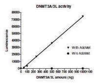 DNMT3A/DNMT3L active human recombinant, expressed in baculovirus infected Sf9 cells, &#8805;90% (SDS-PAGE)