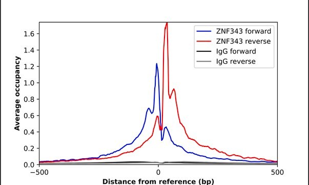 Anti-ZNF343 antibody produced in rabbit Prestige Antibodies&#174; Powered by Atlas Antibodies, affinity isolated antibody