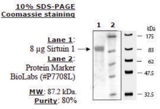 Sirtuin 1 human recombinant, expressed in E. coli, &#8805;60% (SDS-PAGE)