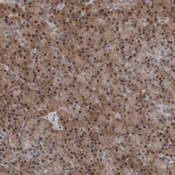 Anti-AKR1A1 antibody produced in rabbit Prestige Antibodies&#174; Powered by Atlas Antibodies, affinity isolated antibody, buffered aqueous glycerol solution