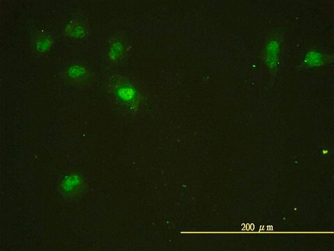 Monoclonal Anti-CDC2L5 antibody produced in mouse clone 1B3-1B11, purified immunoglobulin, buffered aqueous solution