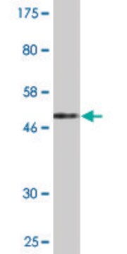Monoclonal Anti-PMVK antibody produced in mouse clone 2B8, purified immunoglobulin, buffered aqueous solution