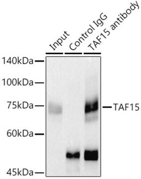 Anti-TAF15 Antibody, clone 3B5E10, Rabbit Monoclonal