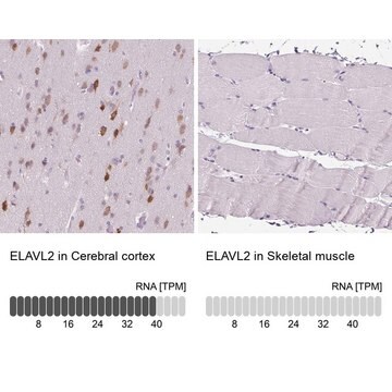 Anti-ELAVL2 antibody produced in rabbit Prestige Antibodies&#174; Powered by Atlas Antibodies, affinity isolated antibody, buffered aqueous glycerol solution