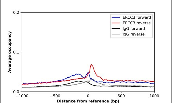 Anti-ERCC3 antibody produced in rabbit Prestige Antibodies&#174; Powered by Atlas Antibodies, affinity isolated antibody