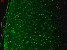 Monoclonal Anti-CACNA1D antibody produced in mouse clone S48A-9, 1&#160;mg/mL, purified immunoglobulin