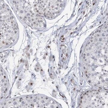 Anti-RFX7 antibody produced in rabbit Prestige Antibodies&#174; Powered by Atlas Antibodies, affinity isolated antibody, buffered aqueous glycerol solution