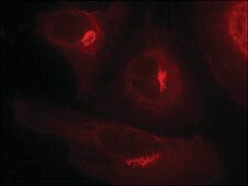 Anti-phospho-GSK3A (pSer21) antibody produced in rabbit affinity isolated antibody