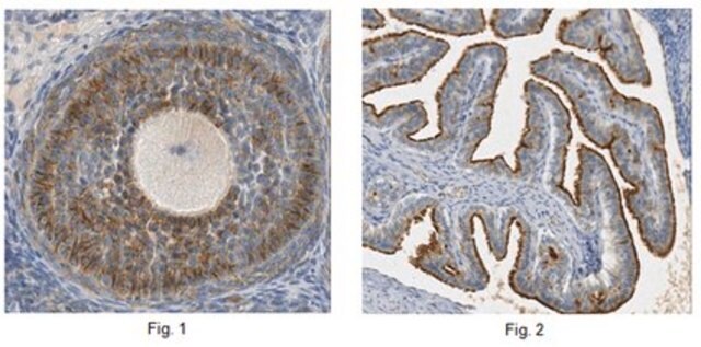 Anti-Glypican-6 Antibody, clone 6A7.1 clone 6A7.1, from mouse