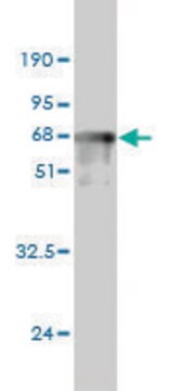 Monoclonal Anti-PRKAB1 antibody produced in mouse clone 3H12-1A10, purified immunoglobulin, buffered aqueous solution