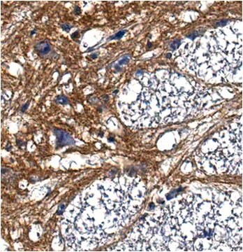 Anti-Pan-Neurofascin Antibody, clone L11A/41 clone L11A/41, from mouse