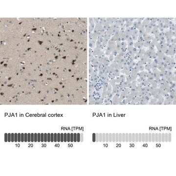 Anti-PJA1 antibody produced in rabbit Prestige Antibodies&#174; Powered by Atlas Antibodies, affinity isolated antibody, buffered aqueous glycerol solution