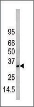 Anti-NAP1L1 (N-term) antibody produced in rabbit saturated ammonium sulfate (SAS) precipitated, buffered aqueous solution