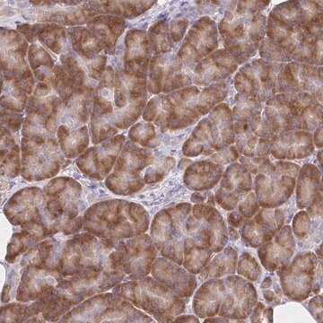 Anti-RPL27A antibody produced in rabbit Prestige Antibodies&#174; Powered by Atlas Antibodies, affinity isolated antibody, buffered aqueous glycerol solution