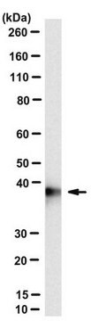 Anti-PCBP2 (hnRNP E2) Antibody, clone PC81-1 clone PC 81-1, from mouse