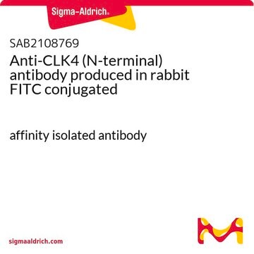 Anti-CLK4 (N-terminal) antibody produced in rabbit FITC conjugated affinity isolated antibody