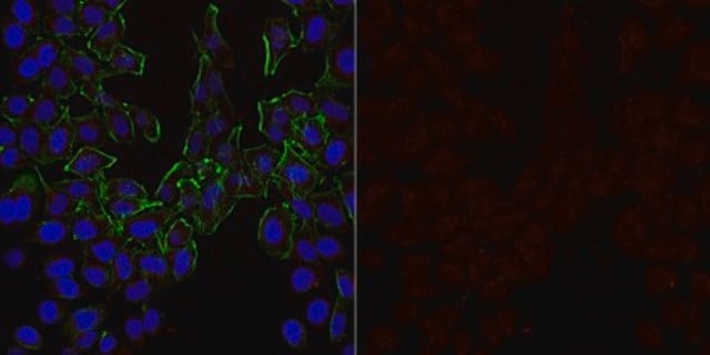 Anti-VEGF Antibody, Alexa Fluor&#8482; 647 Conjugate from rabbit, ALEXA FLUOR&#8482; 647