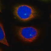 Anti-KIF5B antibody produced in rabbit Prestige Antibodies&#174; Powered by Atlas Antibodies, affinity isolated antibody