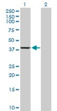 Anti-GMPR2 antibody produced in mouse purified immunoglobulin, buffered aqueous solution