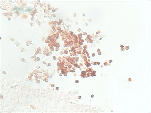 Monoclonal Anti-Macrophages antibody produced in mouse clone LN-5, ascites fluid