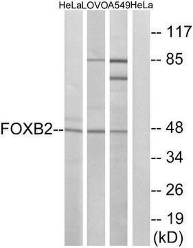 Anti-FOXB2 antibody produced in rabbit affinity isolated antibody