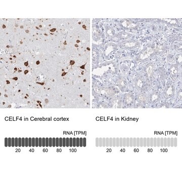 Anti-CELF4 antibody produced in rabbit Prestige Antibodies&#174; Powered by Atlas Antibodies, affinity isolated antibody, buffered aqueous glycerol solution