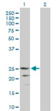 Anti-TNFSF7 antibody produced in mouse purified immunoglobulin, buffered aqueous solution