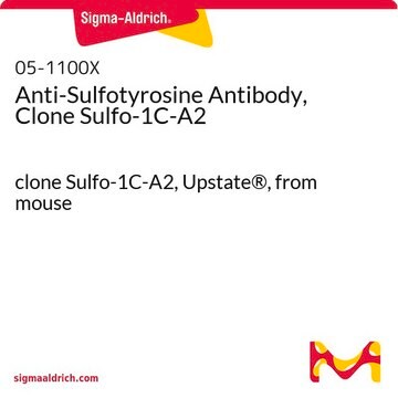 Anti-Sulfotyrosine Antibody, Clone Sulfo-1C-A2 clone Sulfo-1C-A2, Upstate&#174;, from mouse