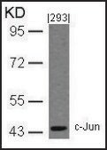Anti-JUN (Ab-243) antibody produced in rabbit affinity isolated antibody