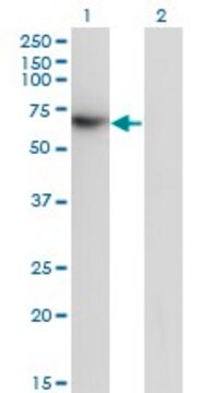 Monoclonal Anti-TFCP2 antibody produced in mouse clone 3H6, purified immunoglobulin, buffered aqueous solution