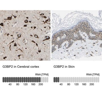 Anti-G3BP2 antibody produced in rabbit affinity isolated antibody, buffered aqueous glycerol solution