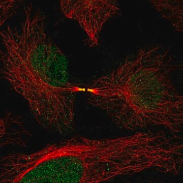 Anti-FAM50B antibody produced in rabbit Prestige Antibodies&#174; Powered by Atlas Antibodies, affinity isolated antibody