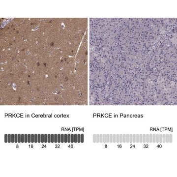 Anti-PRKCE antibody produced in rabbit Prestige Antibodies&#174; Powered by Atlas Antibodies, affinity isolated antibody, buffered aqueous glycerol solution