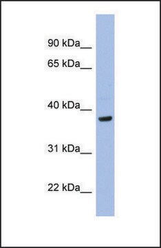 Anti-PIM1, (N-terminal) antibody produced in rabbit affinity isolated antibody