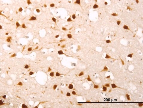 Monoclonal Anti-ELAVL4 antibody produced in mouse clone 6B9, purified immunoglobulin, buffered aqueous solution