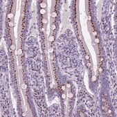 Anti-SLC35C1 antibody produced in rabbit Prestige Antibodies&#174; Powered by Atlas Antibodies, affinity isolated antibody, buffered aqueous glycerol solution