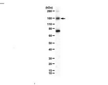 Anti-phospho-eNOS (Ser602) from rabbit