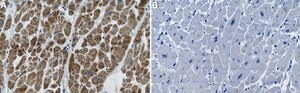 Anti-OXCT1 Antibody, clone 1B11 ZooMAb&#174; Rabbit Monoclonal recombinant, expressed in HEK 293 cells